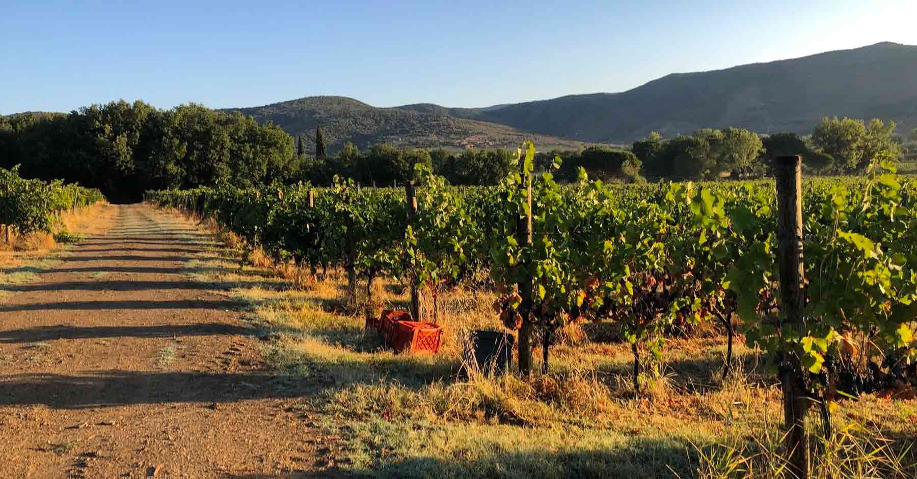 Agricoltura del Lago Trasimeno