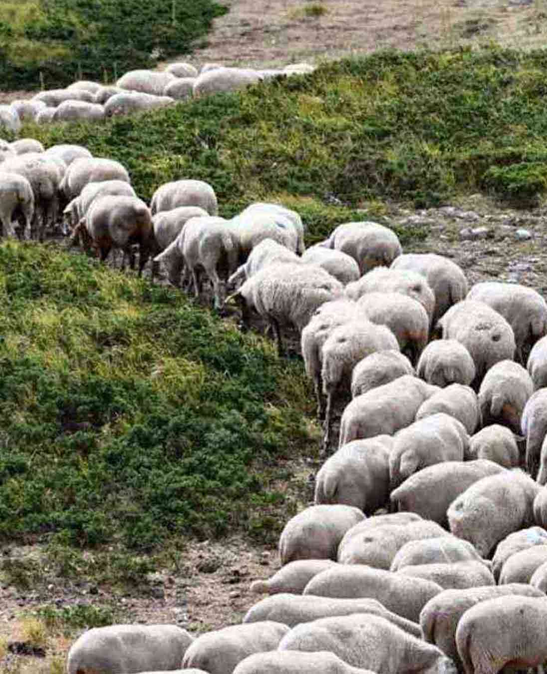 Transumanza nel Parco nazionale Abruzzo Lazio Molise