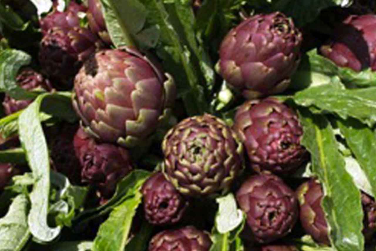 Pietrelcina - Carciofo Presidio Slow Food