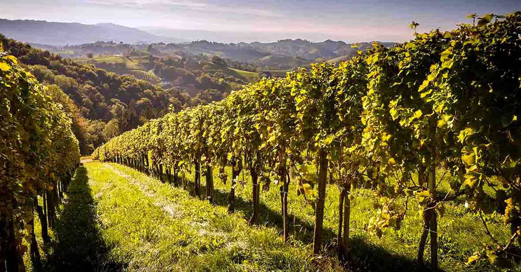 Pietrelcina e i paesaggi vitivinicoli del Sannio