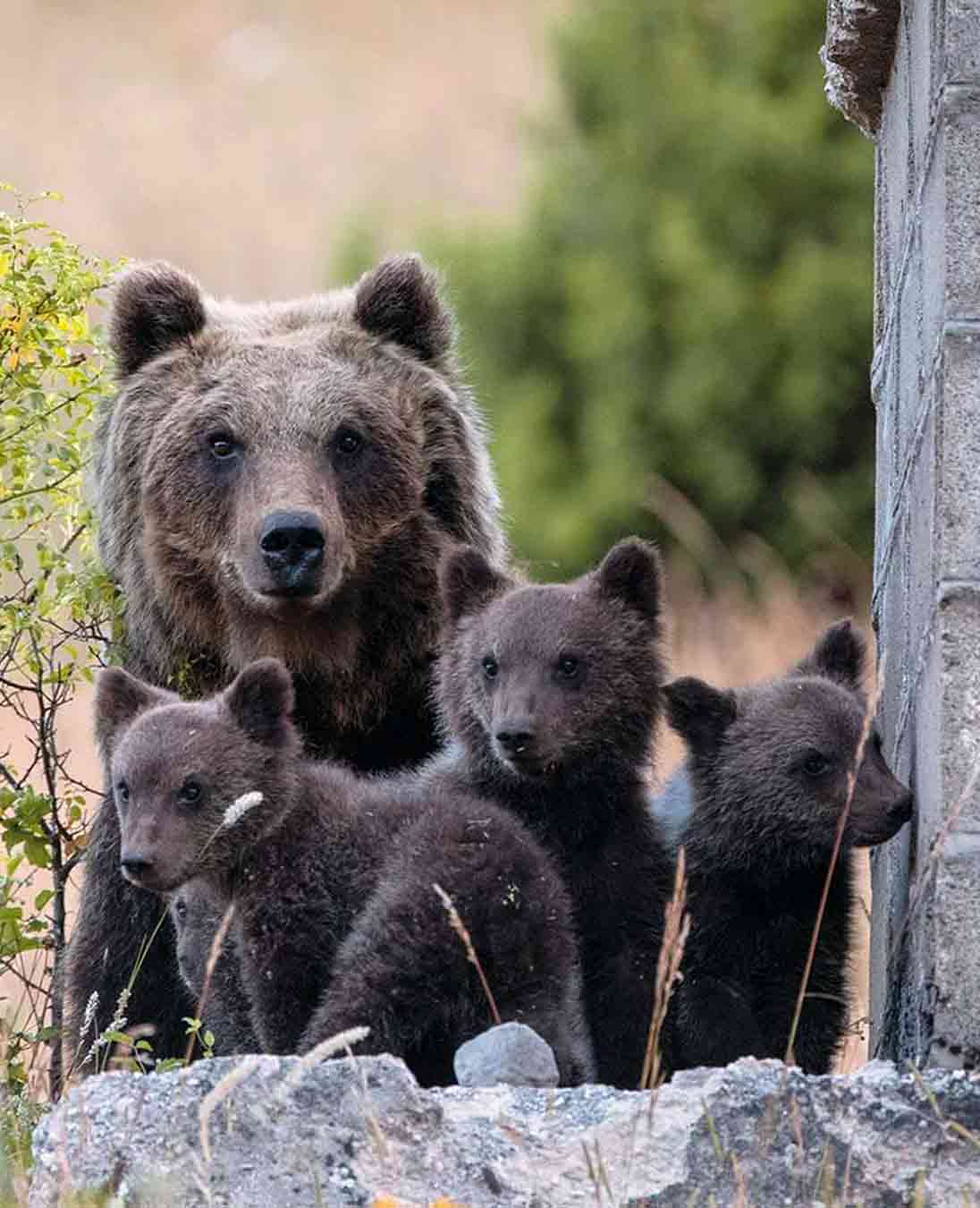Salviamo l'orso