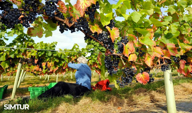 Vendemmia